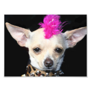 Foto Chihuahua do punk rock