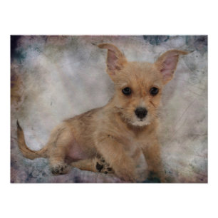 Foto Chihuahua/filhote de cachorro de Yorkie