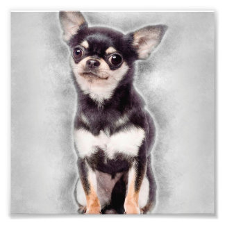 Foto Chihuahua Puppy Sentado | Decoração animal