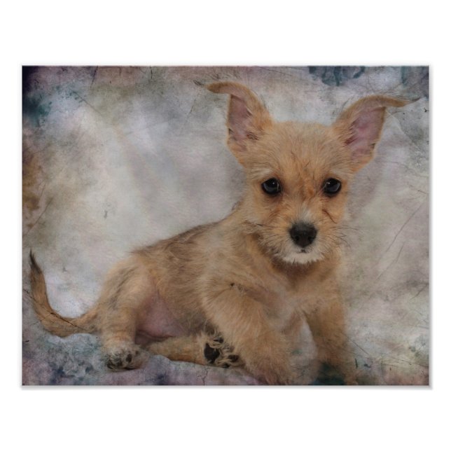 Foto Chihuahua/Yorkie Puppy (Frente)