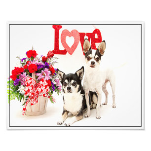 Foto Chihuahua's, Flores e Amor