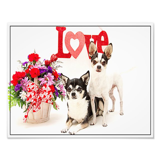 Foto Chihuahua's, Flores e Amor (Frente)