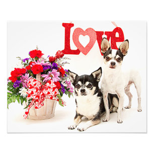 Foto Chihuahua's, Flores e Amor