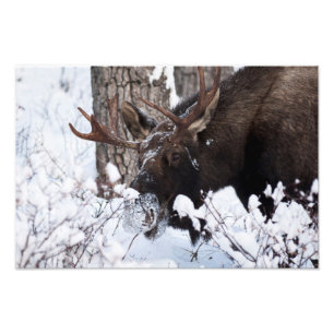 Foto Chilly Moose