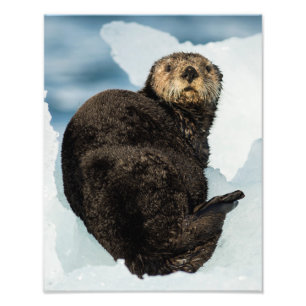 Foto Chilly Sea Otter