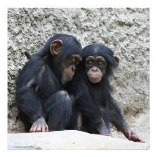 Foto Chimpanzé002