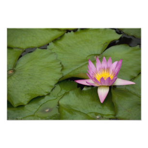 Foto China, Hong Kong, Novos Territórios. Chi Lin