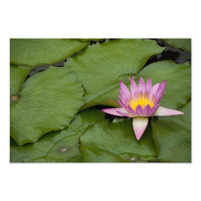 Foto China, Hong Kong, Novos Territórios. Chi Lin (Frente)