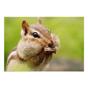 Foto Chipmunk adorável com mordentes completos