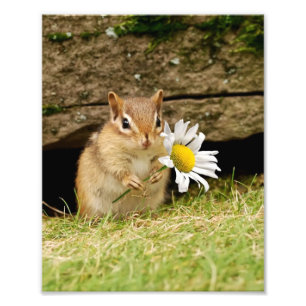 Foto Chipmunk adorável do bebê com margarida