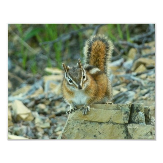 Foto Chipmunk no Parque Nacional Glacier (Frente)