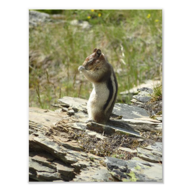 Foto Chipmunk no Parque Nacional Glacier II (Frente)