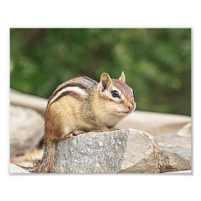 Foto Chipmunk numa pedra (Frente)