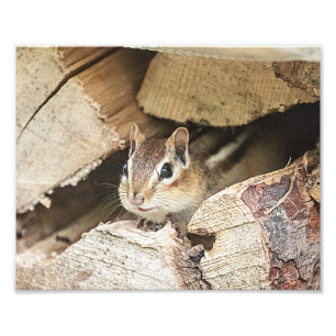 Foto Chipmunk numa pilha de madeira