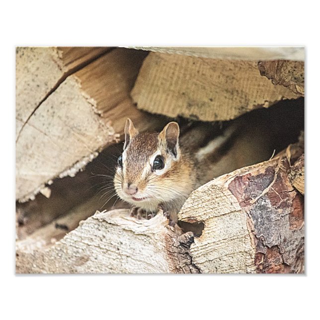 Foto Chipmunk numa pilha de madeira (Frente)