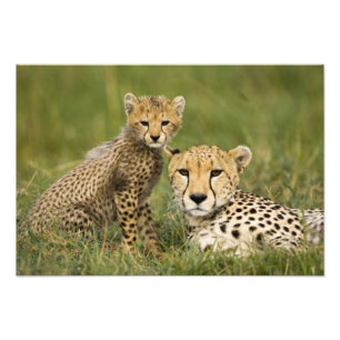 Foto Chita, Acinonyx jubatus, com Cub