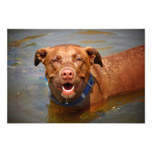 Foto Chocolate Lab Misturar Cachorro Sorrindo