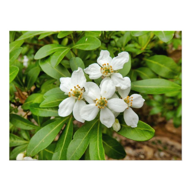 Foto Choisya Ternata (Frente)