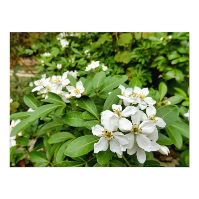 Foto Choisya Ternata (Frente)