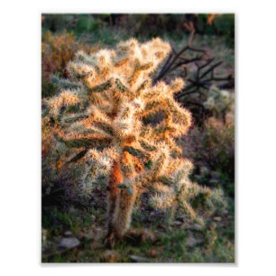 Foto Cholla brilhante