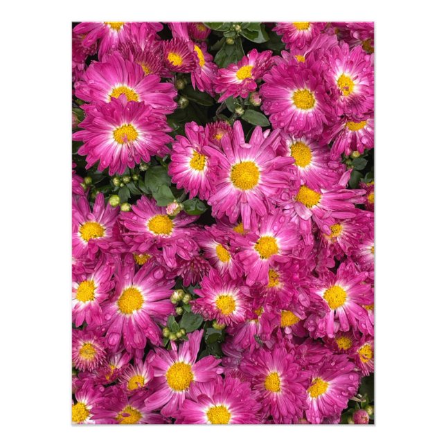Foto Chrysanthemums Blooming no outono (Frente)