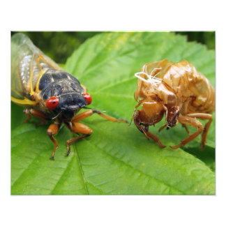 Foto cicada and shell