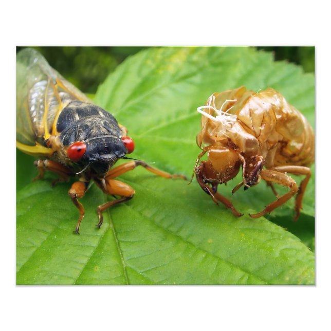 Foto cicada and shell (Frente)