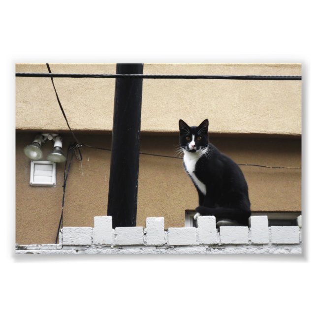 Foto Cidade primitiva Cat 6" x Impressão de 4" 03 (Frente)