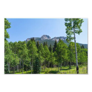 Foto cimeira de espódoto acima das matas, à porta do ou