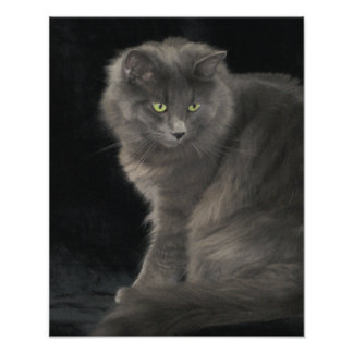 Foto Cinza Cabelo Longo Cabelo Azul Russo Gatinho Gatin