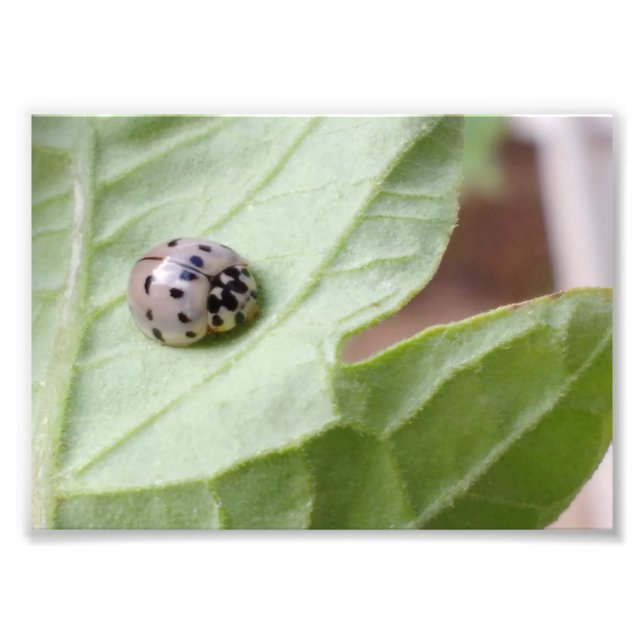 Foto Cinza Ladybug (Frente)