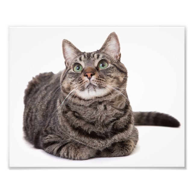 Foto Cinza Tabby Cat (Frente)