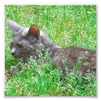 Foto Cinza Tortie Cat