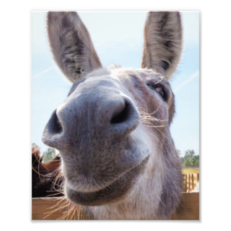 Foto Cinzas Cômicas Sorrindo Donkey