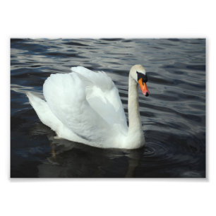 Foto Cisne Branco
