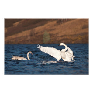 Foto Cisne Flapping