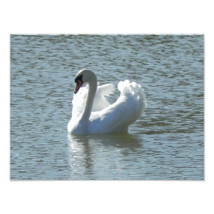 Foto Cisne masculina