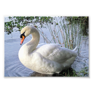 Foto Cisne muda