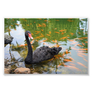 Foto Cisne Negro em um peixe Goldfish Pond