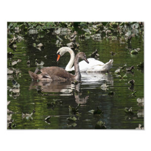 Foto Cisnes adultas e juvenis
