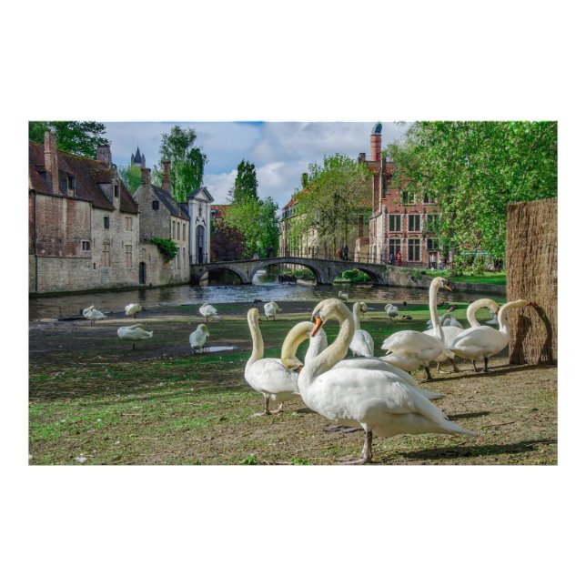 Foto Cisnes brancas de Bruges (Frente)
