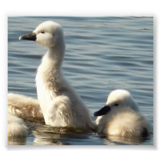 Foto cisnes para bebês