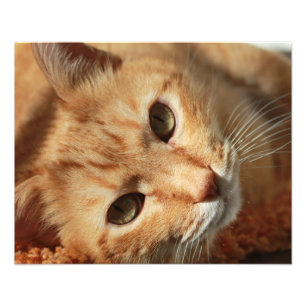 Foto Citação do gato