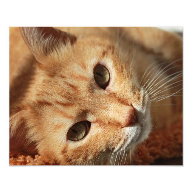 Foto Citação do gato (Frente)