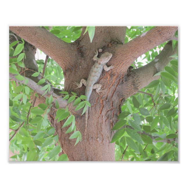 Foto Clark's Spiny Lizard em uma árvore (Frente)