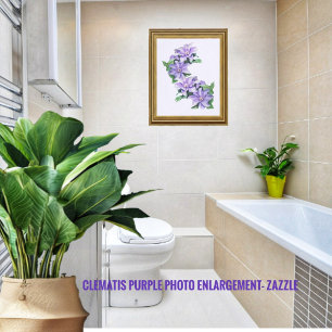 Foto Clematis Purple Photo Alargamento