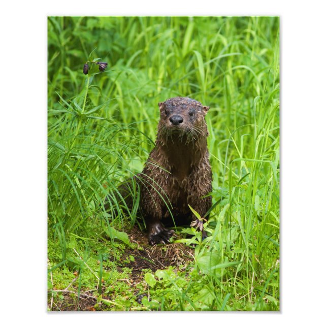 Foto Clever River Otter (Frente)