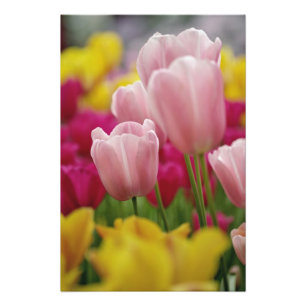 Foto Close-up da flor de tulipa, Jardins Kuekenhof,