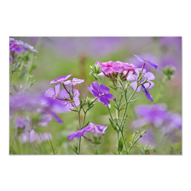 Foto Close-up de Phlox de Drummond, Phlox drummondi, 2 (Frente)