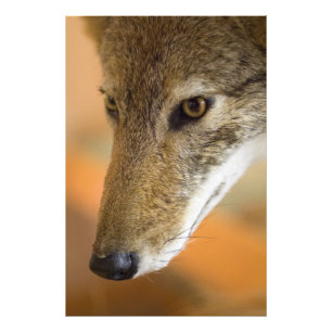 Foto Close up do chacal